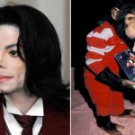 ¿Locura? El chimpancé de Michael Jackson intentó suicidarse ¿Locura? El chimpancé de Michael Jackson intentó suicidarse