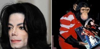 ¿Locura? El chimpancé de Michael Jackson intentó suicidarse