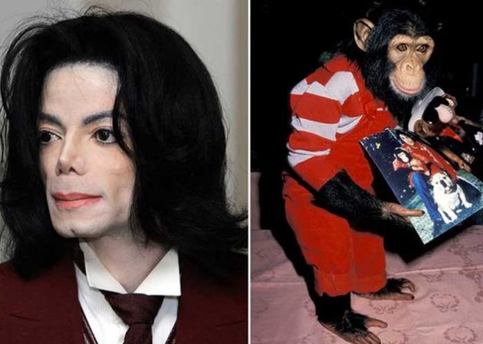 ¿Locura? El chimpancé de Michael Jackson intentó suicidarse