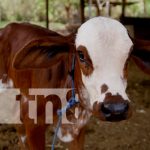 Ministerio Agropecuario realiza estudio al Hato Bovino 2022 Ministerio Agropecuario realiza estudio al Hato Bovino 2022