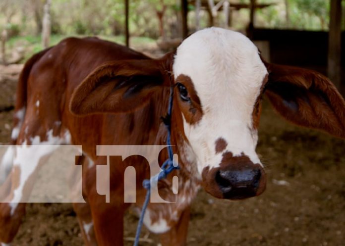 Ministerio Agropecuario realiza estudio al Hato Bovino 2022