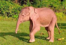 Nace en Birmania un elefante blanco como señal de buen augurio Nace en Birmania un elefante blanco que aseguran es señal de buen augurio