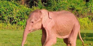 Nace en Birmania un elefante blanco que aseguran es señal de buen augurio