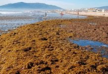 Alga invasora procedente de Asia se expande por el Mediterráneo Alga invasora procedente de Asia se expande por el Mediterráneo
