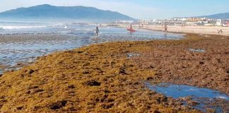 Alga invasora procedente de Asia se expande por el Mediterráneo