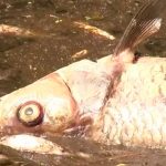 ¿Profecía bíblica? Toneladas de peces muertos en Polonia