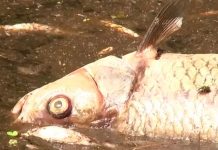¿Profecía bíblica? Toneladas de peces muertos en Polonia ¿Profecía bíblica? Toneladas de peces muertos en Polonia
