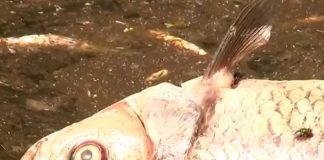 ¿Profecía bíblica? Toneladas de peces muertos en Polonia