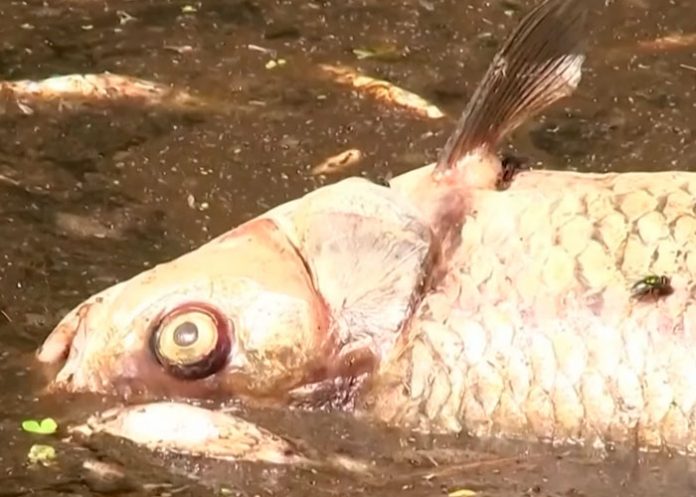 4 ¿Profecía bíblica? Toneladas de peces muertos en Polonia