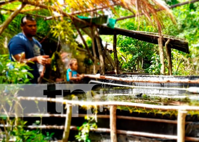 MEFCCA continúa en su labor de creación de estanques de peces en Nandaime