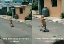 De película: Perrito se viraliza en TikTok por su manera de «manejar» una scooter Perrito se viraliza en TikTok por su manera de "manejar" una scooter