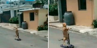 Perrito se viraliza en TikTok por su manera de "manejar" una scooter