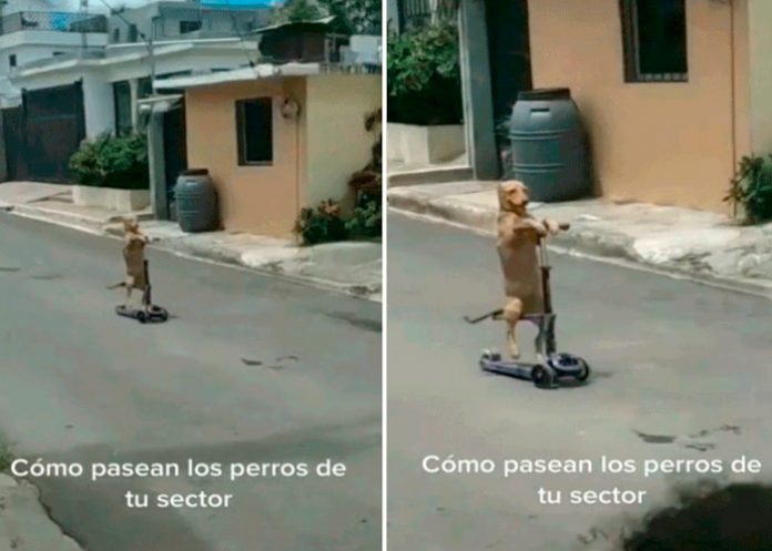 Perrito se viraliza en TikTok por su manera de 