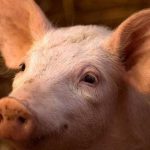 Científicos restauran funciones celulares en cerdos luego de la muerte Científicos restauran funciones celulares en cerdos luego de la muerte