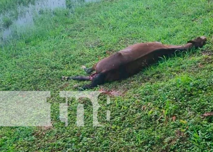Un caballo provoca accidente de tránsito en Rivas