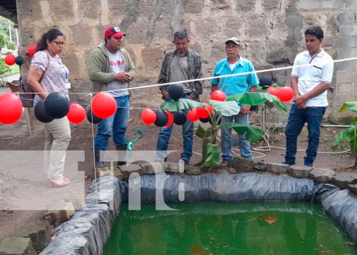 MEFCCA proyecta al menos 10 criaderos de tilapia en Nandaime