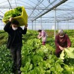 China destina más de 40 millones de dólares al rescate de producción agrícola Sequía intensa afecta producción agrícola en China