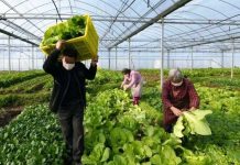 Sequía intensa afecta producción agrícola en China