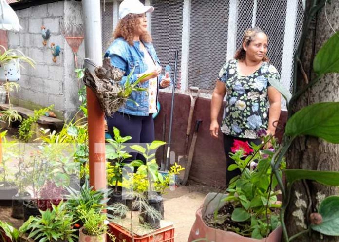 Premian a los jardines más bonitos de Managua