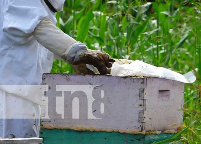 Curso de apicultura para jóvenes en Somoto, Madriz