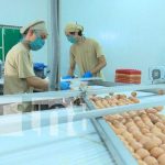 El Granjero: Empresa que demuestra que Nicaragua es tierra fértil para inversiones Reportaje especial sobre la empresa El Granjero, en Nicaragua