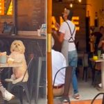 Como un hijo es tratado un cachorro por su dueña