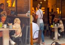 Perritos que se roban ‘los suspiros’ al ser tratados como un hijo Como un hijo es tratado un cachorro por su dueña