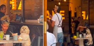 Como un hijo es tratado un cachorro por su dueña