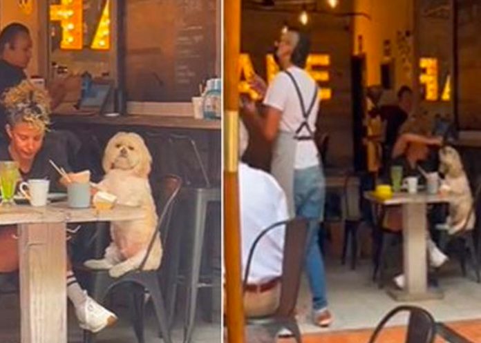 Como un hijo es tratado un cachorro por su dueña