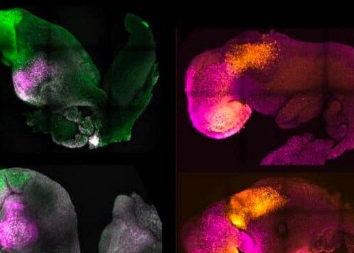 Investigadores comprenderán por qué el embrión falla