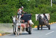No más maltrato: Al rescate de caballos «cholencos» en Nicaragua Reportaje sobre caballos "cholencos" en Nicaragua