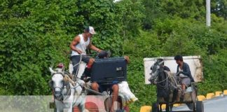 Reportaje sobre caballos "cholencos" en Nicaragua
