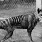 ¡Se creen Dios! Desafiante proyecto de «resucitar» al tigre de Tasmania ¡Se creen Dios! Desafiante proyecto de "resucitar" al tigre de Tasmania