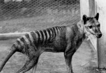 ¡Se creen Dios! Desafiante proyecto de «resucitar» al tigre de Tasmania ¡Se creen Dios! Desafiante proyecto de "resucitar" al tigre de Tasmania