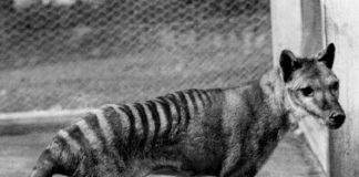 ¡Se creen Dios! Desafiante proyecto de "resucitar" al tigre de Tasmania