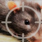 Lanzan segunda jornada nacional de desratización en Rivas Una rata en un blanco, representación de la desratización