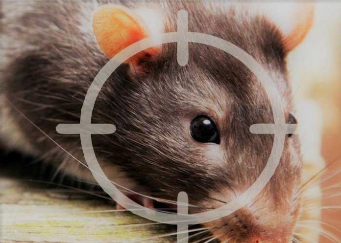 Una rata en un blanco, representación de la desratización