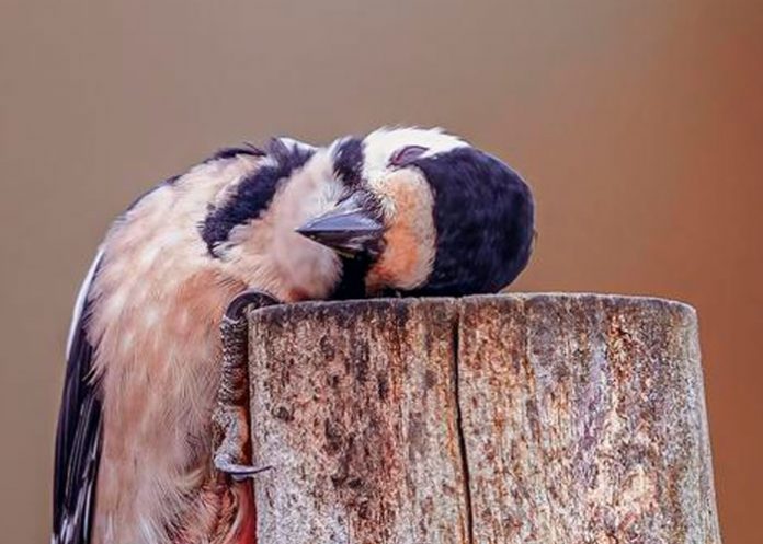 En la sexualidad el hombre no necesita una edad