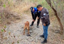 ¡De terror! Encuentran fosa común con restos humanos en Ecuador