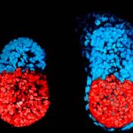 ¿Por qué es importante la creación del primer embrión ‘sintético’? Investigadores comprenderán por qué el embrión falla