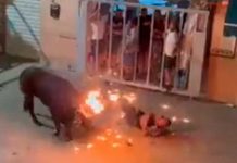 Furioso toro mata a hombre tras "cogerlo por los cuernos" en España