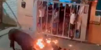 Furioso toro mata a hombre tras "cogerlo por los cuernos" en España