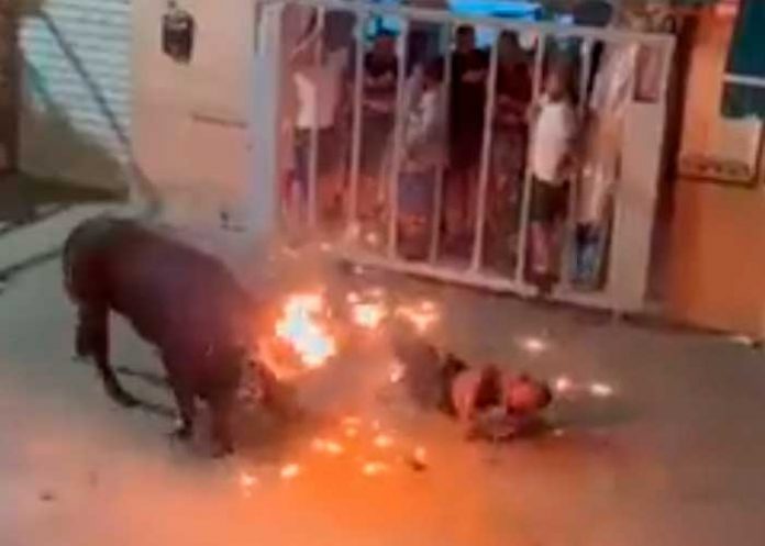 Furioso toro mata a hombre tras 