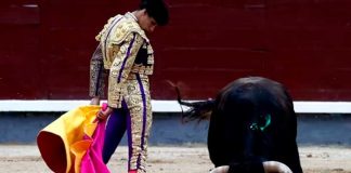 ¡Le penetró el alma! Toro entierra cuerno a un hombre en España (VIDEO)