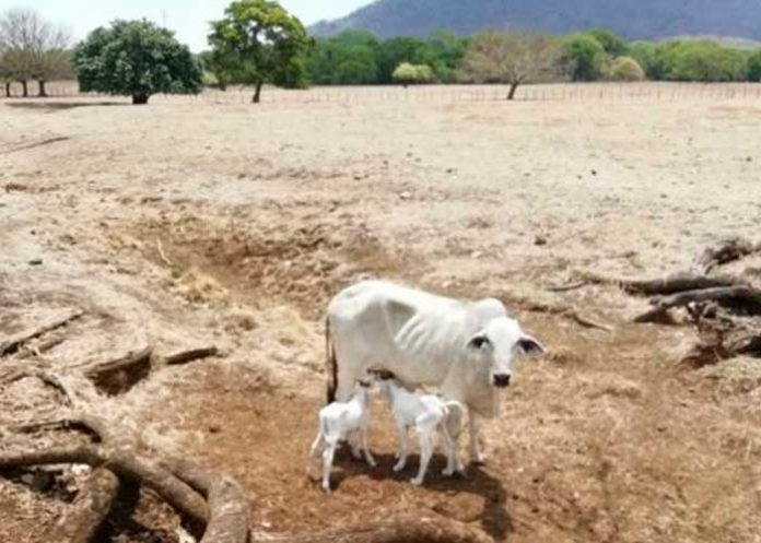 francia2 ¡Alerta! Crisis de leche en Francia en los próximos meses por la sequía