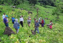 Gobierno de Nicaragua presenta en Matagalpa variedad de frijol INTA Gobierno de Nicaragua, presentó a pequeños productores nuevas variedades de frijol