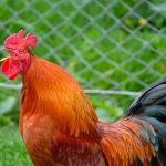 Demandan a vecinos en Alemania porque su «Gallo cacarea demasiado» "Es como tortura" dijo triste la pareja de Alemania