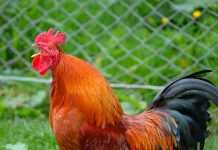 Demandan a vecinos en Alemania porque su «Gallo cacarea demasiado» "Es como tortura" dijo triste la pareja de Alemania