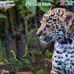 Captan a hermoso jaguar en el Río San Juan de Nicaragua Jaguar captado en Nicaragua