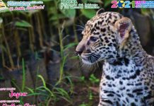 Captan a hermoso jaguar en el Río San Juan de Nicaragua Jaguar captado en Nicaragua